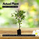Snow Bush (Breynia disticha) - Ornamental Live Plant (Home & Garden)