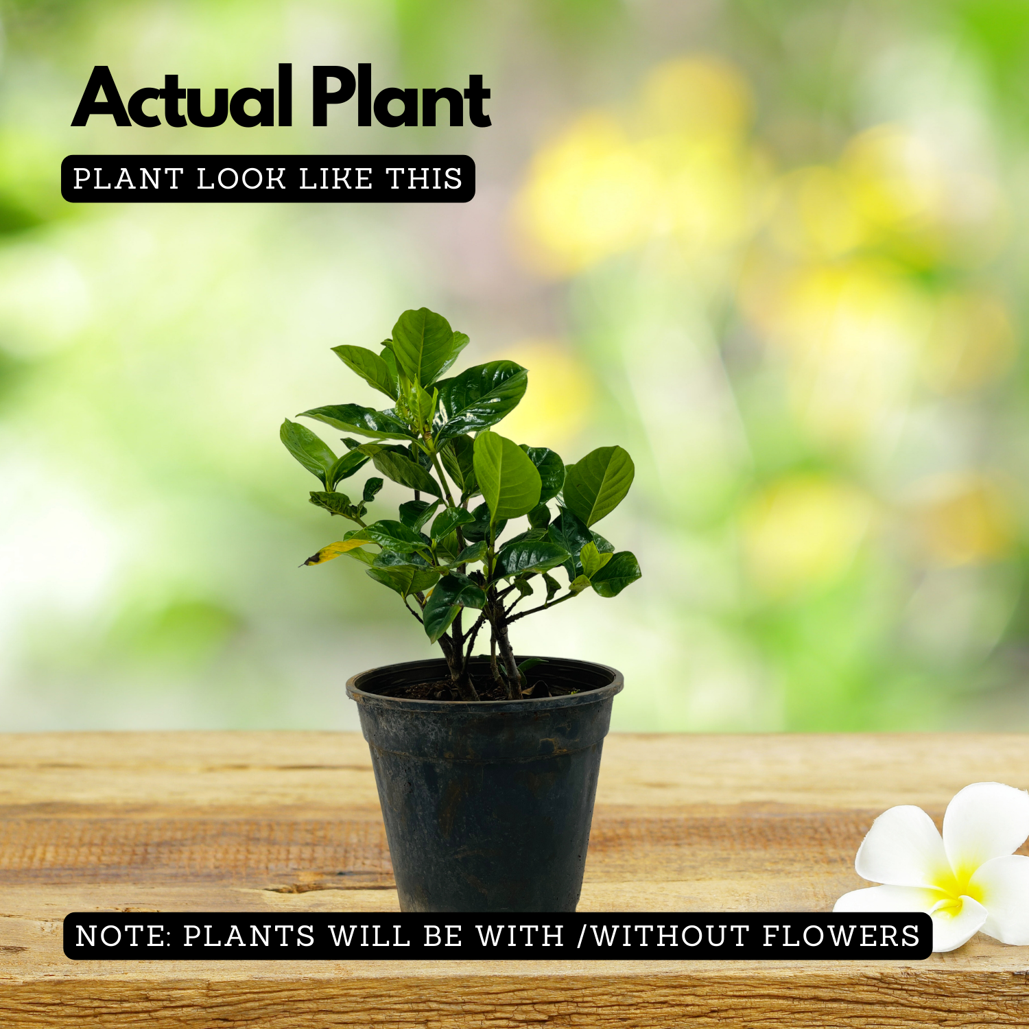 Gardenia | Gandharaj | Cape jasmine (Gardenia jasminoides)- Flowering/Ornamental/Live Plant (Home & Garden)