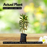 Song Of India (Dracaena Reflexa) - Ornamental Live Plant (Home & Garden)