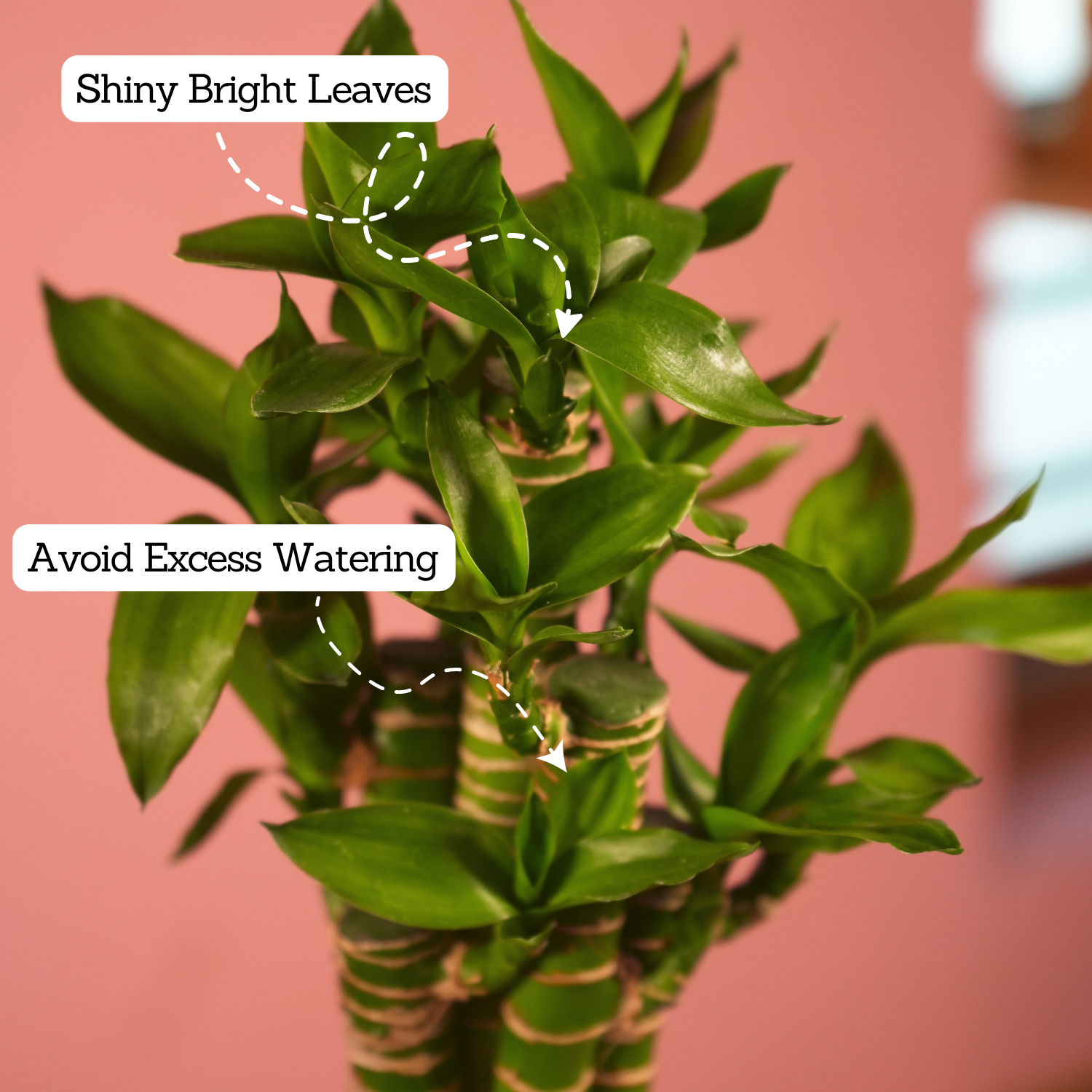 Lotus Bamboo / Lucky Bamboo - Live Plant (With Self-Watering Pot & Plant)