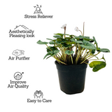 Cyclamen (Cyclamen persicum) (Any Colour)- Live Flowering Plant (Home & Garden)