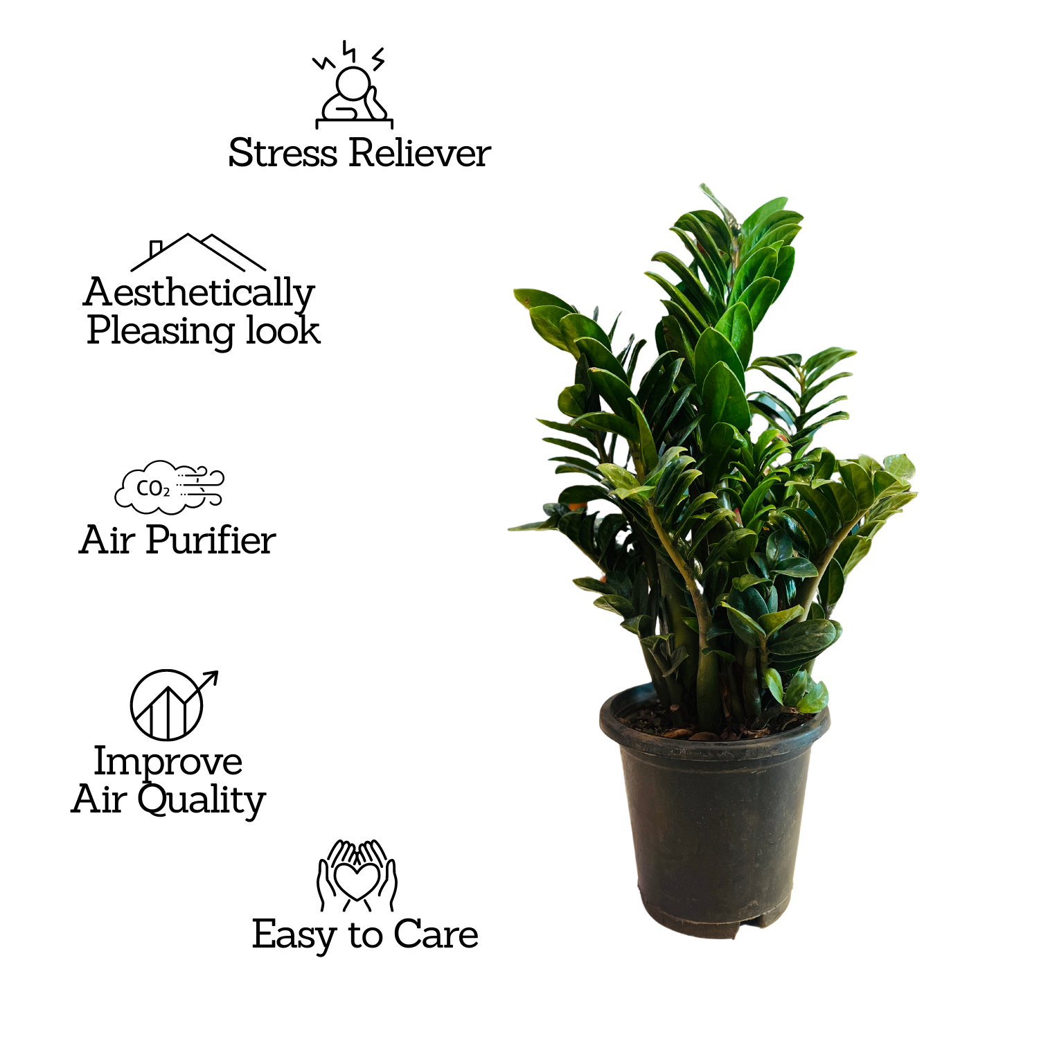 Zamioculcas zamiifolia ƒ??Zenziƒ?? Big Dwarf ZZ Plant- Live Plant in 8inch Pot (Home & Garden)