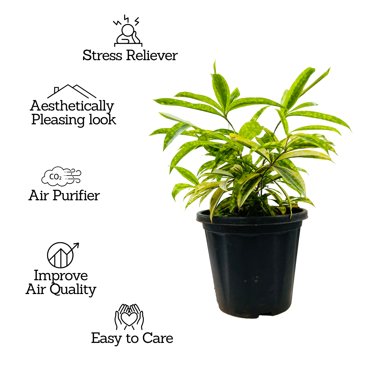 Draceana Golden Milky Bamboo Plant - Live Plant in 8inch Pot (Home & Garden)