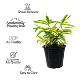 Draceana Golden Milky Bamboo Plant - Live Plant in 8inch Pot (Home & Garden)