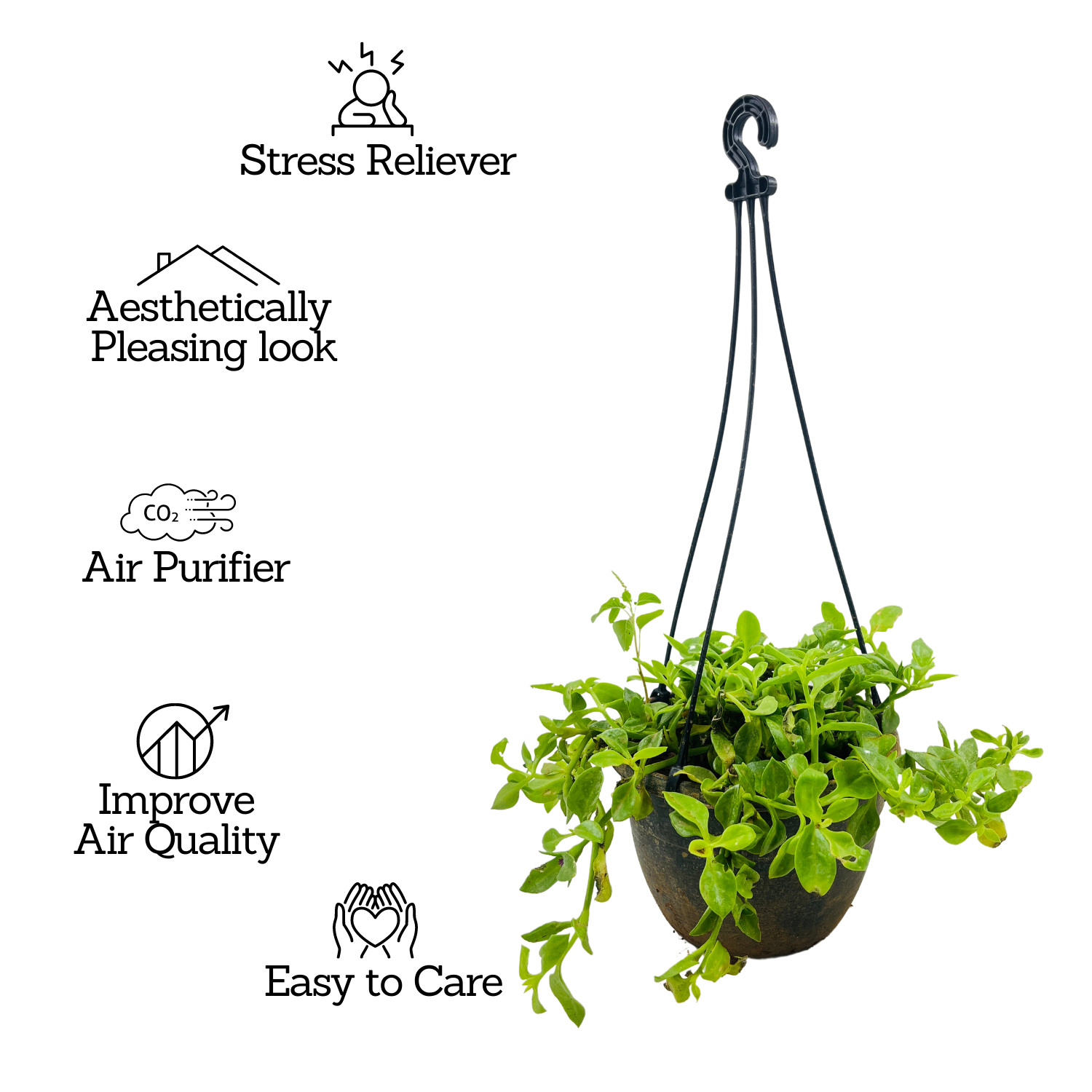 Aptenia, Baby Sun Rose Plant- Live Hanging Plant With Pot (Home & Garden)