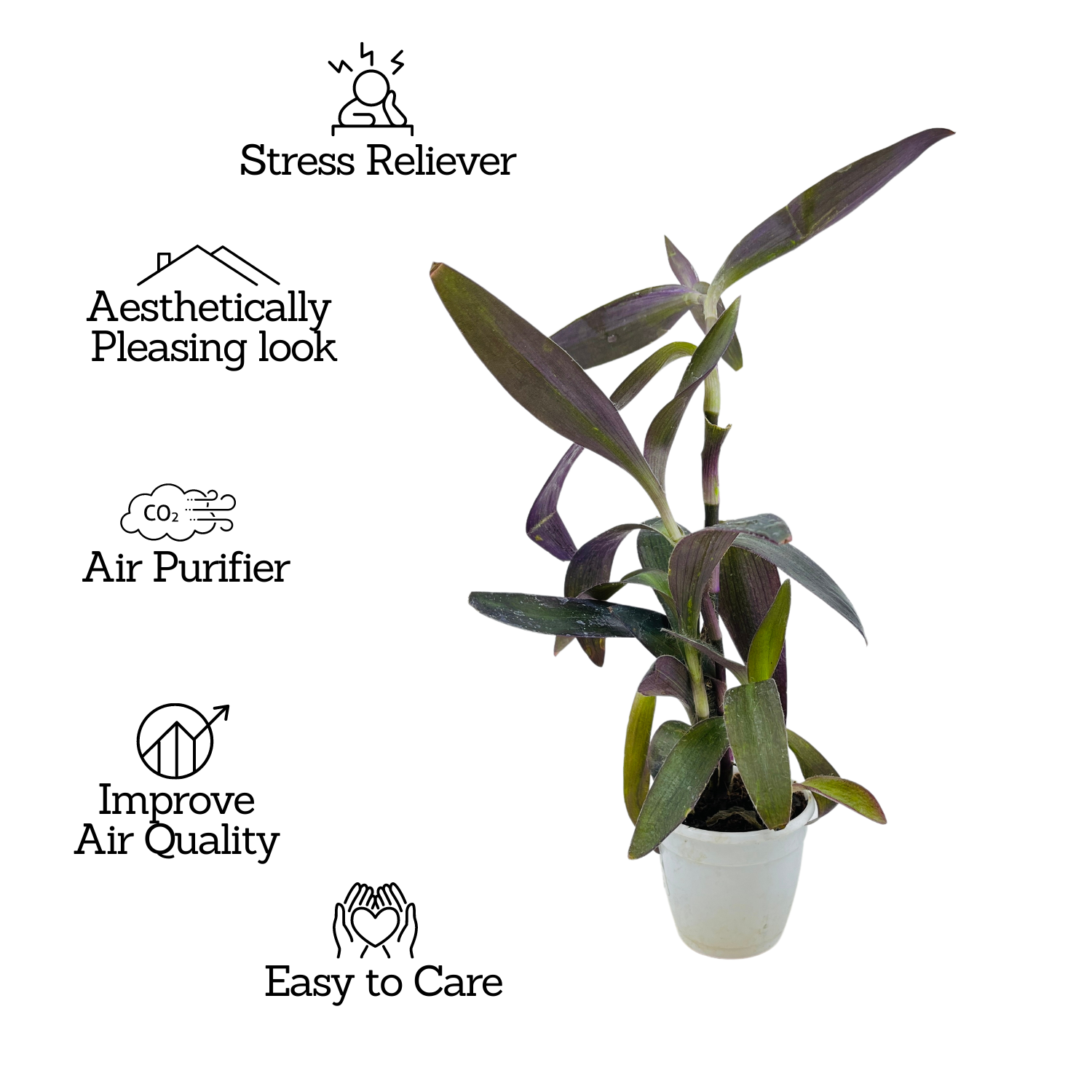 Tradescantia Pallida, Purple Queen, Purple Secretia - Live Plant (Home & Garden)