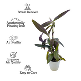 Tradescantia Pallida, Purple Queen, Purple Secretia - Live Plant (Home & Garden)