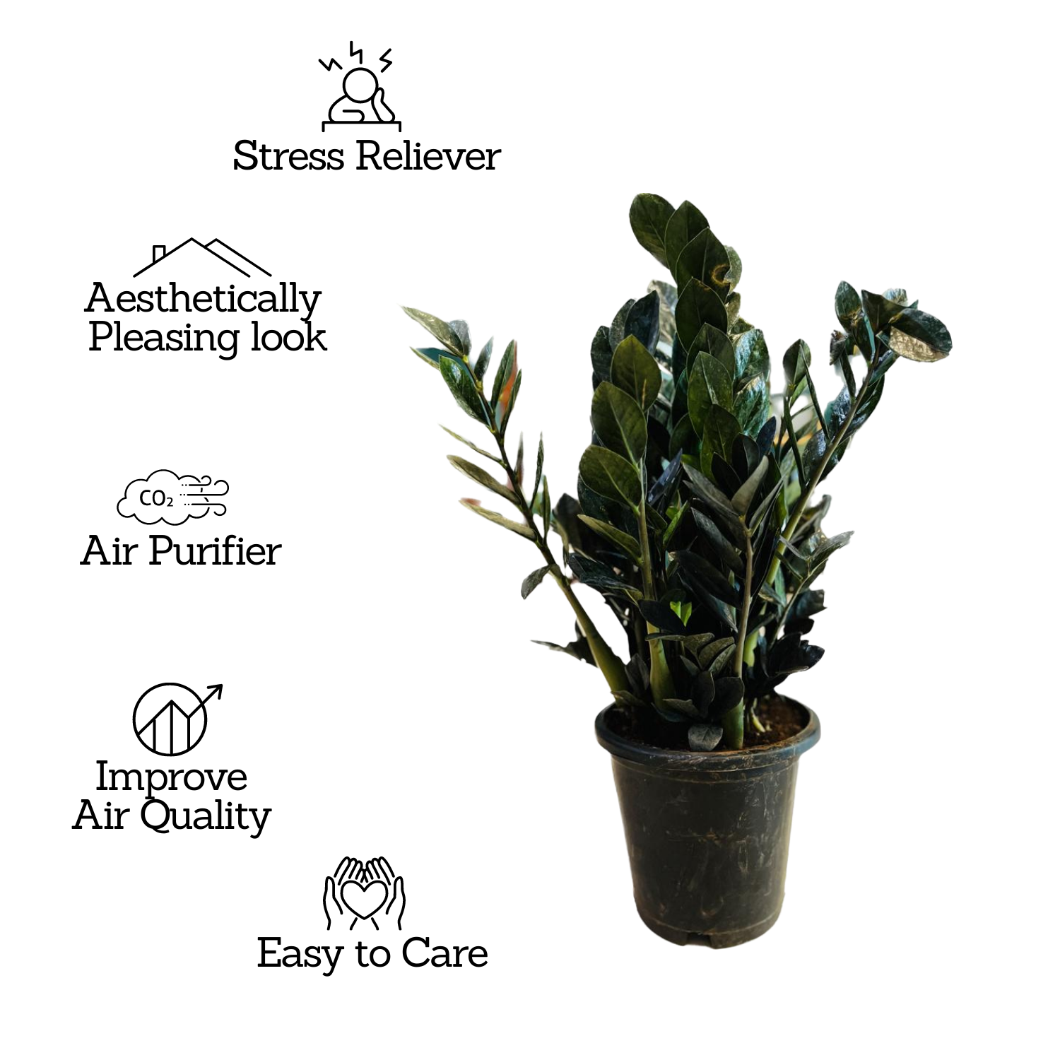 Zamioculcas Raven / Black ZZ Plant (Big) (Zamioculcas zamiifolia) - Live Plant in 8inch Pot For Indoor (Home & Garden)