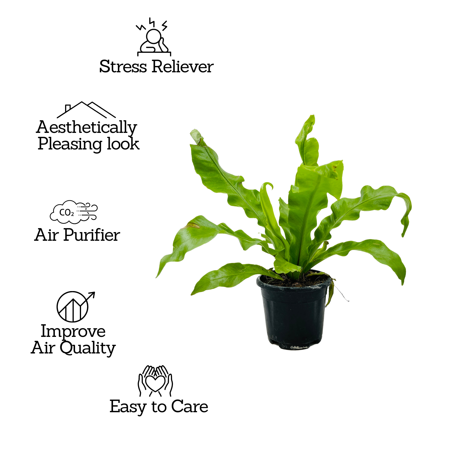 Bird Nest Fern (Asplenium Victoria) - Live  Plant in 10cm Pot (Home & Garden)