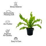 Bird Nest Fern (Asplenium Victoria) - Live  Plant in 10cm Pot (Home & Garden)