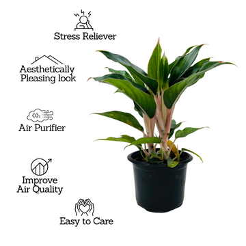 is aglaonema air purifier Aglaonema Sapphire Pink- Live Plant (Home & Garden) – Hug A Plant