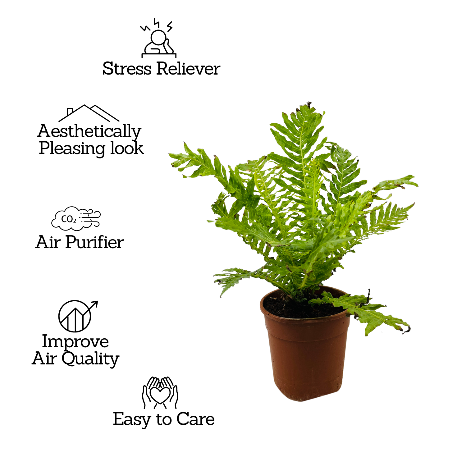 Tree Fern | Silver Lady (Blechnum Gibbum)- Live Plant in pot (Home & Garden)
