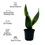 Sansevieria "Gold Flame" / Snake Plant (Dracaena trifasciata)- Live Plant in pot  (Home & Garden)