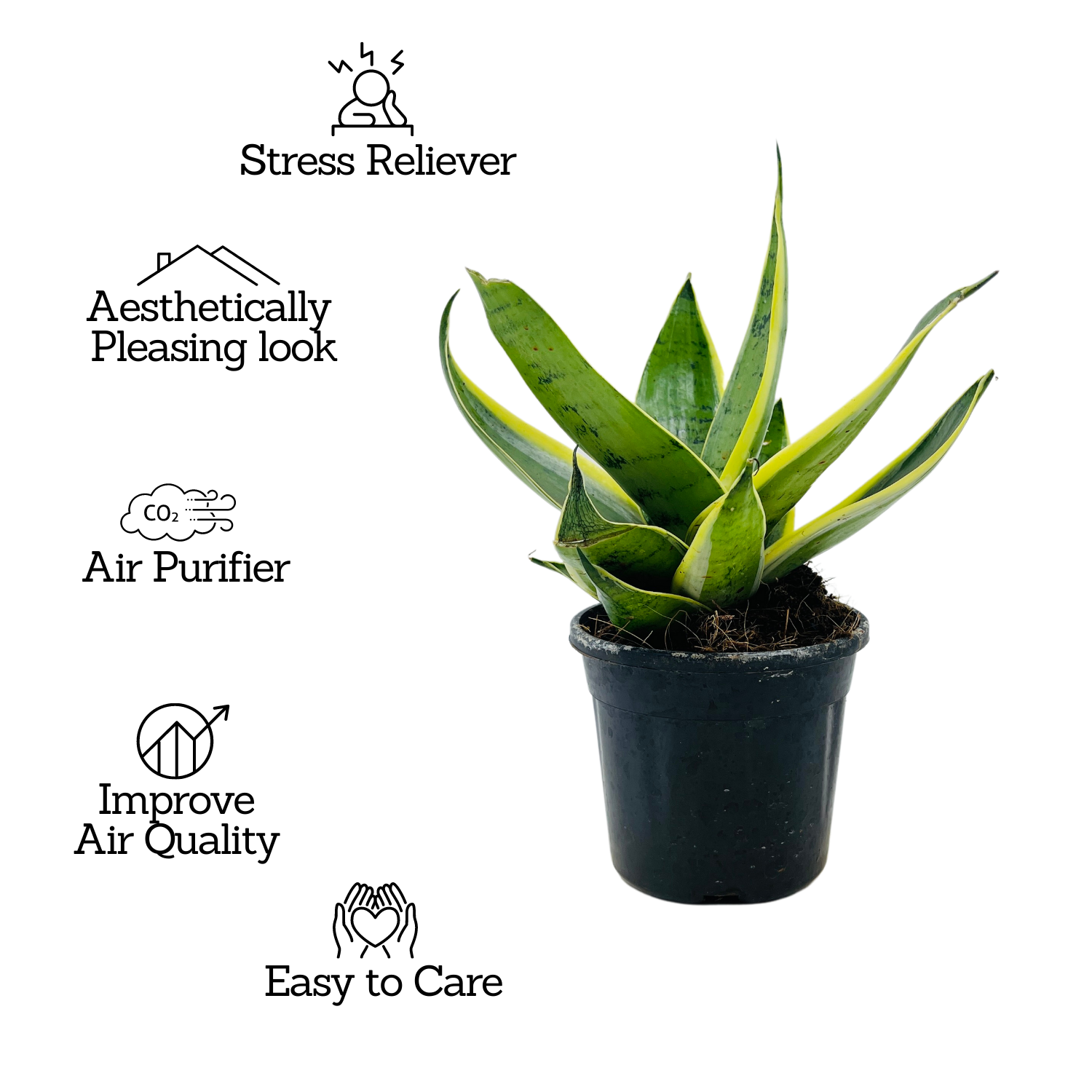 Sansevieria Snow White / Snake Plant (Dracaena trifasciata)- Live Plant in pot  (Home & Garden)