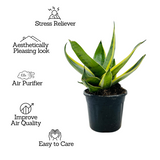 Sansevieria Snow White / Snake Plant (Dracaena trifasciata)- Live Plant in pot  (Home & Garden)