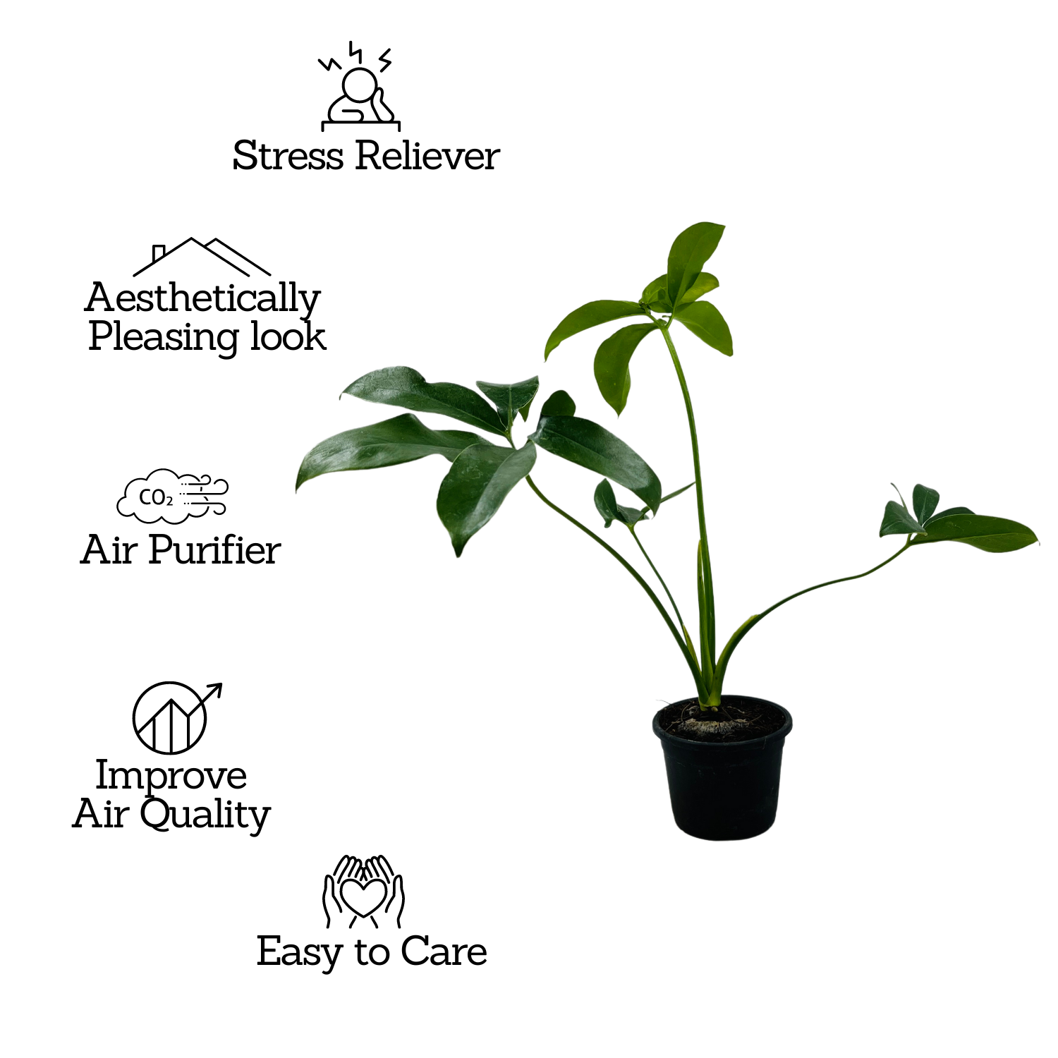 Philodendron Goeldi (Thaumatophyllum Spruceanum) - Live Plant (Home & Garden)