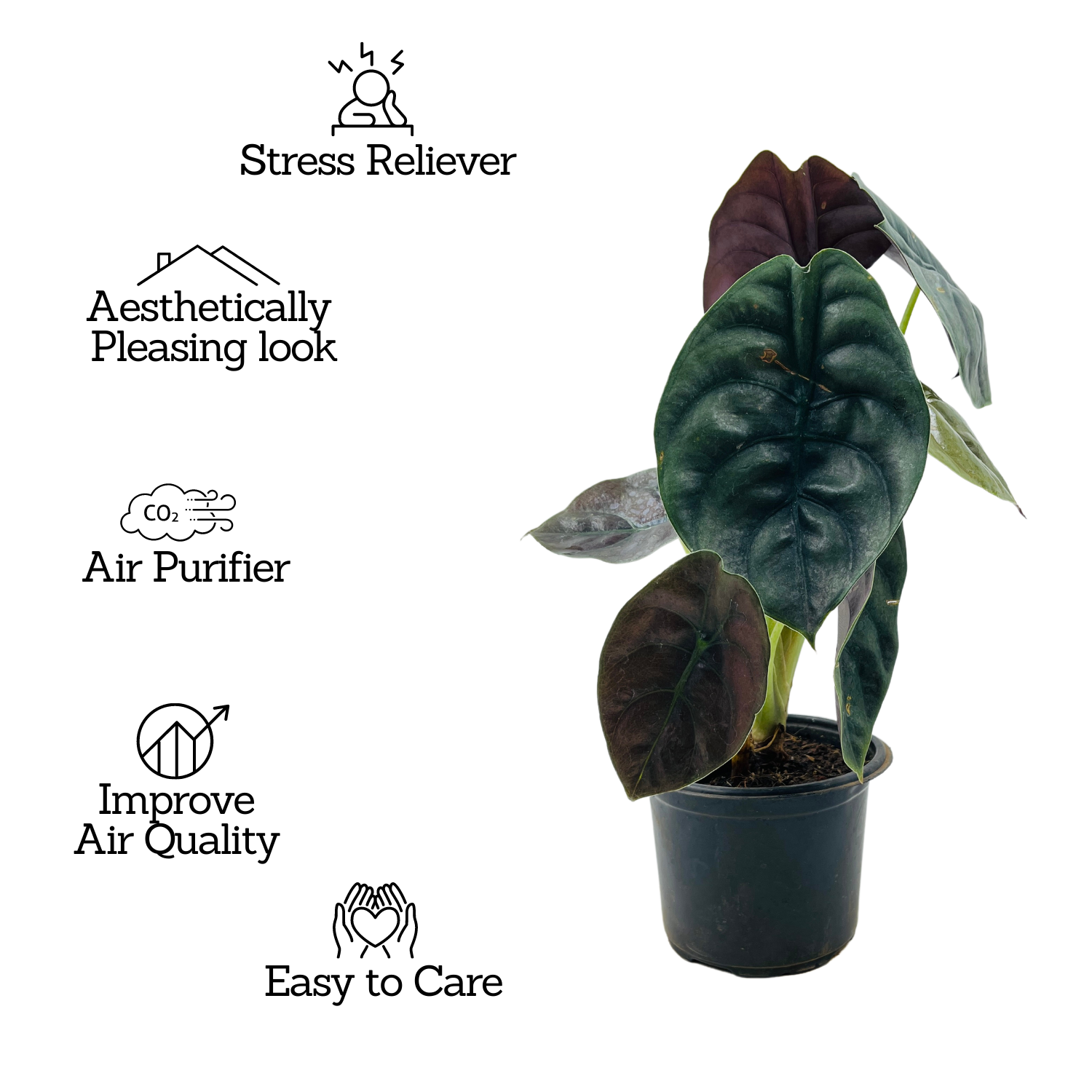 Alocasia Red Secret- Live Plant (Home & Garden)