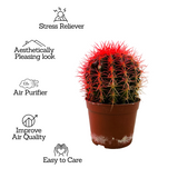 Ball Cactus Red (echinocactus grusonii) - Live Plant (Home & Graden)