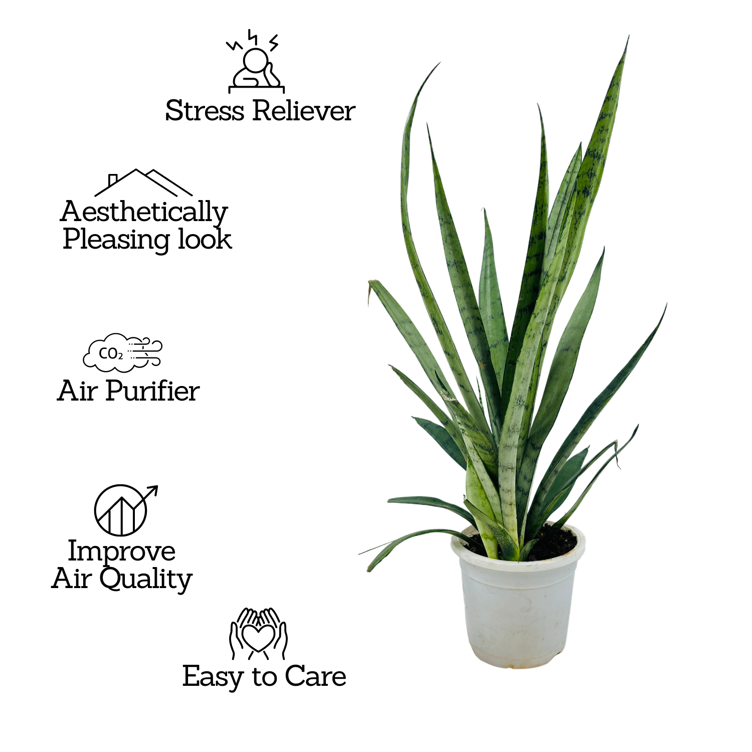 Sansevieria Silver Princess / Snake Plant (Sansevieria trifasciata)- Live Plant in 12cm Pot  (Home & Garden)