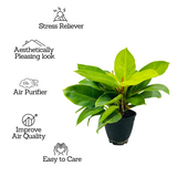 Philodendron Moonlight | Moonshine Plant- Live Plant (Home & Garden)