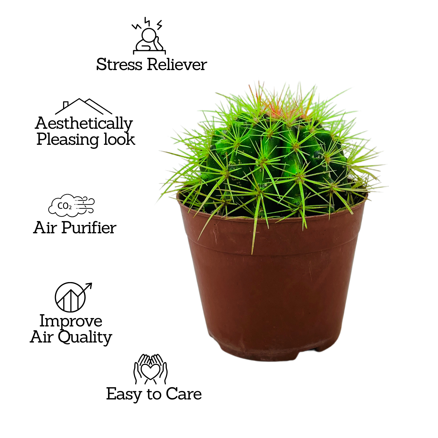 Ball Cactus Green (echinocactus grusonii) - Live Plant (Home & Graden)