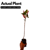 Acalypha Hispida | Chenille Plant | Poochavalan Plant - Flowering/Ornamental/Medicinal Live Plant (Home & Garden)