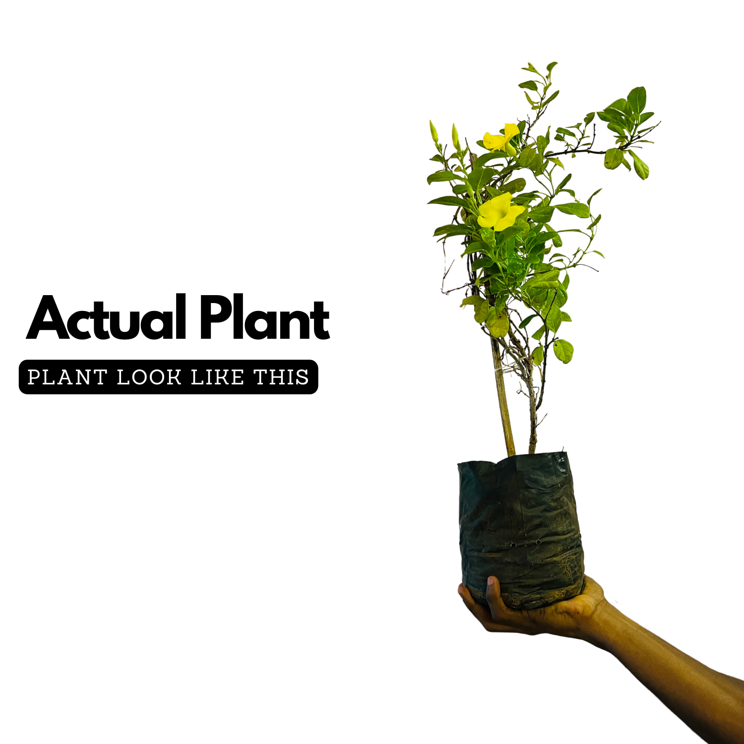 Allamanda Creeper | Pentalinon luteum (Yellow) -  Flowering/Ornamental Live Plant (Home & Garden)