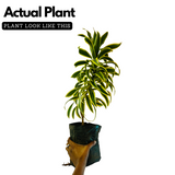 Song Of India (Dracaena Reflexa) - Ornamental Live Plant (Home & Garden)