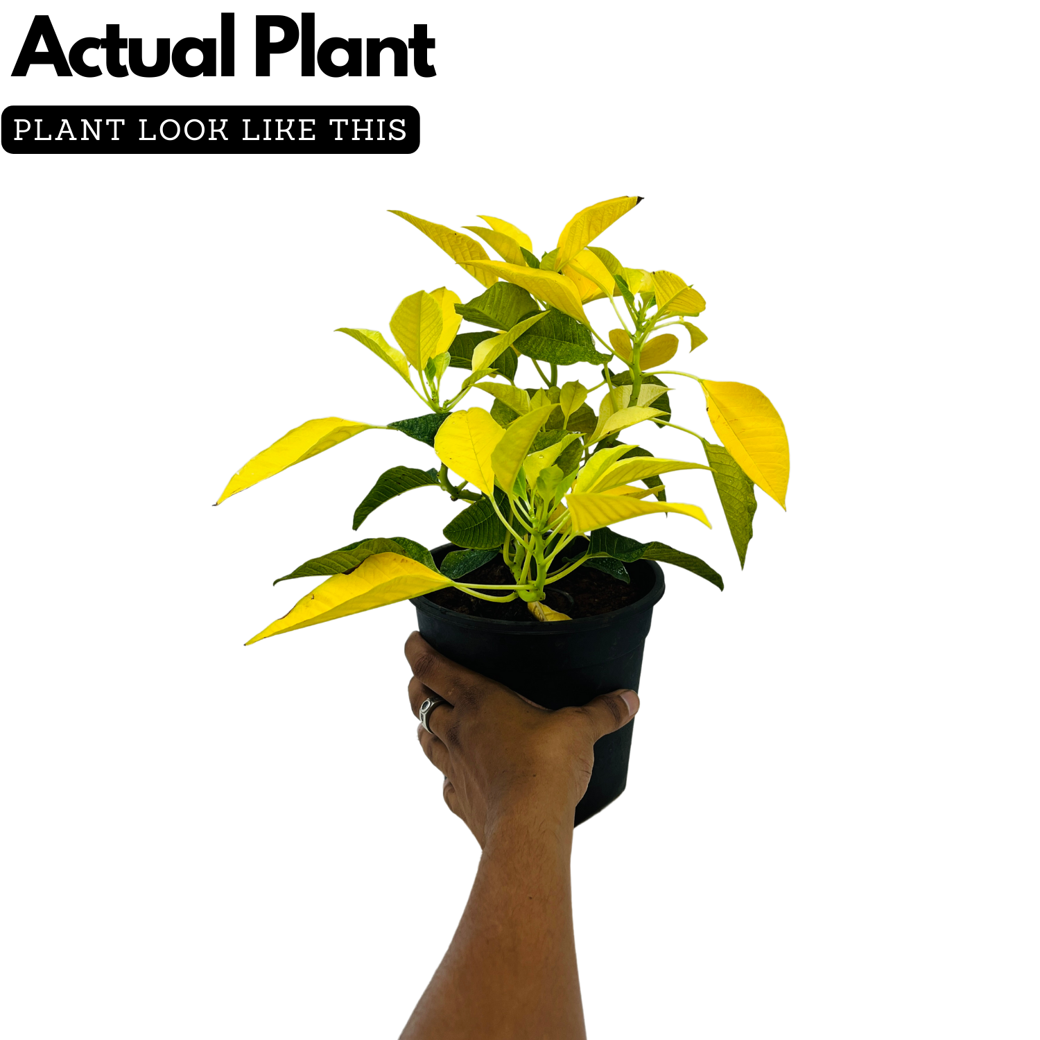 Yellow Poinsettia / Christmas Flower (Euphorbia pulcherrima) Flowering/Ornamental Live Plant (Home & Garden)