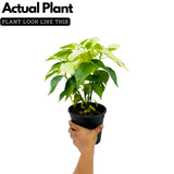 White Poinsettia / Christmas Flower (Euphorbia pulcherrima) Flowering/Ornamental Live Plant (Home & Garden)