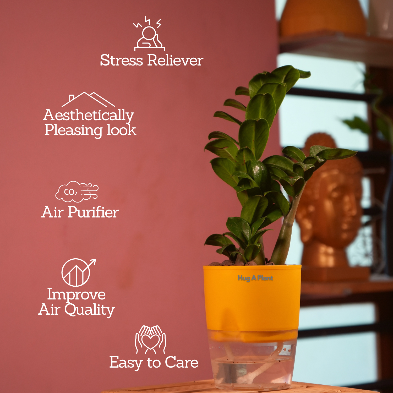 Zamioculcas zamiifolia ƒ??Zenziƒ?? Dwarf ZZ Plant- Live Plant (With Self-Watering Pot & Plant)