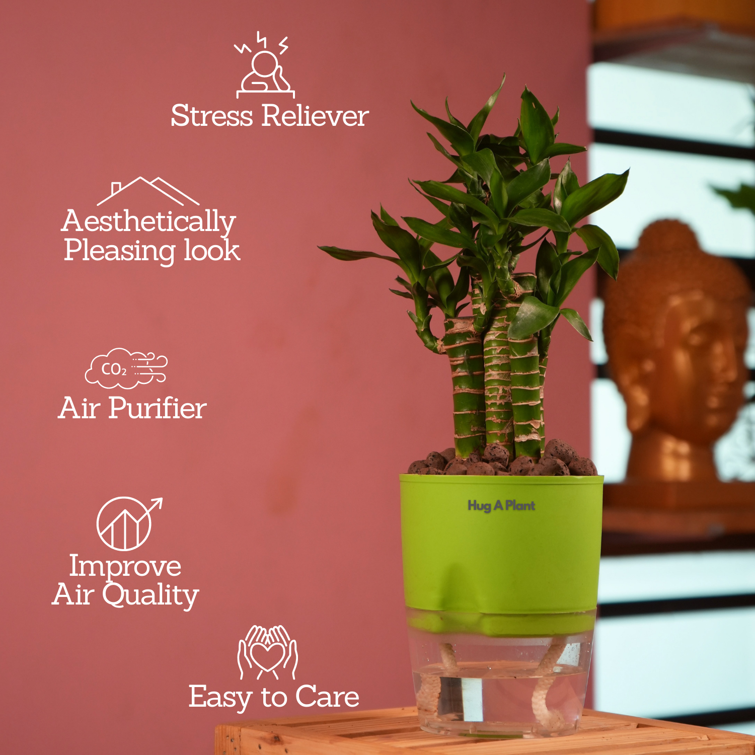 Lotus Bamboo / Lucky Bamboo - Live Plant (With Self-Watering Pot & Plant)