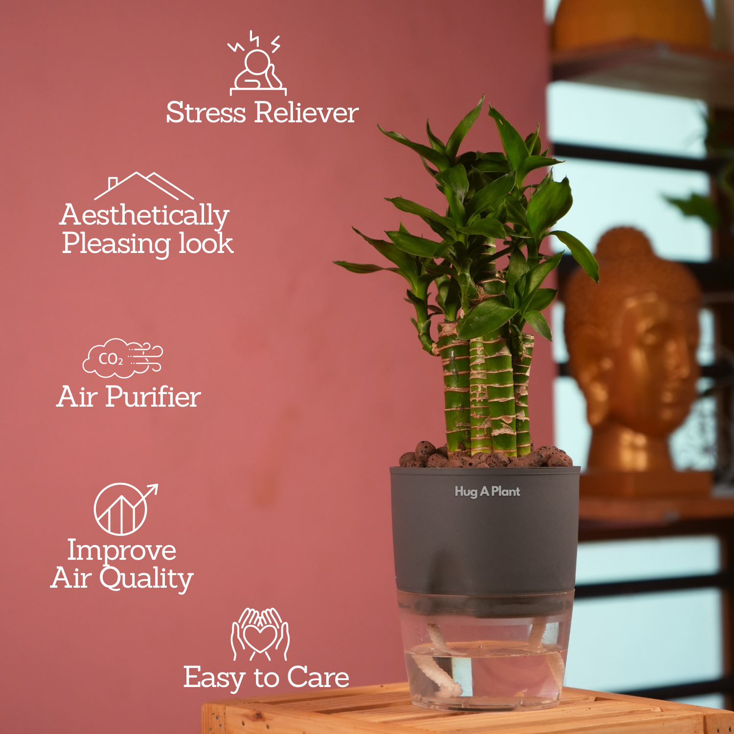 Lotus Bamboo / Lucky Bamboo - Live Plant (With Self-Watering Pot & Plant)
