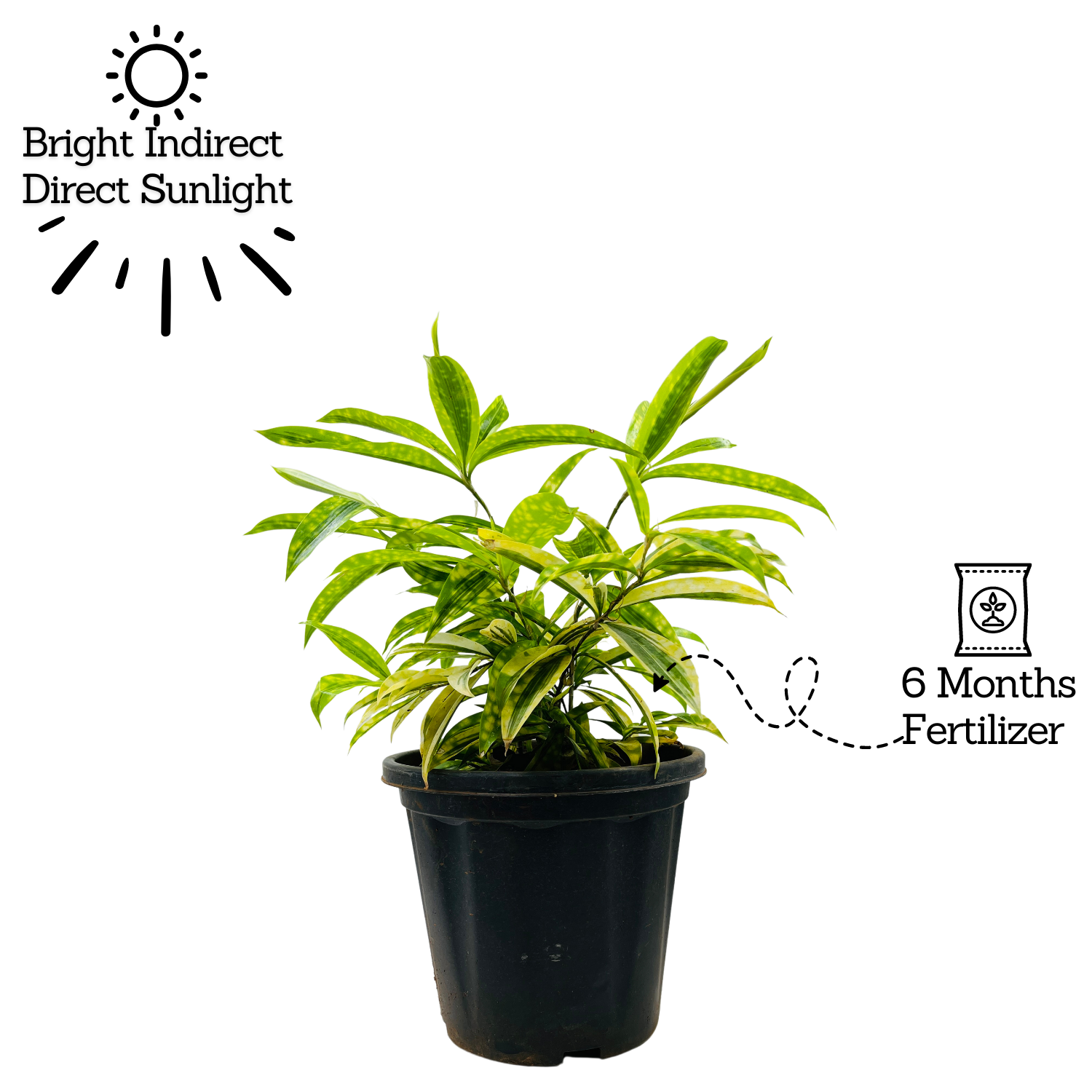 Draceana Golden Milky Bamboo Plant - Live Plant in 8inch Pot (Home & Garden)