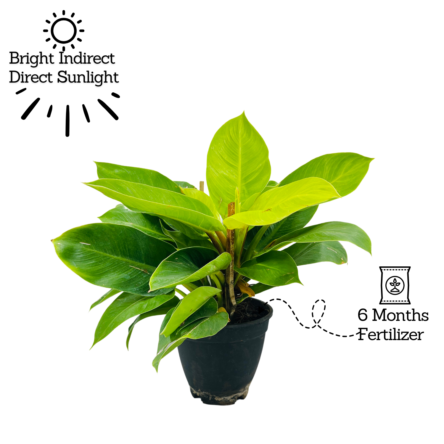Philodendron Moonlight | Moonshine Plant- Live Plant (Home & Garden)