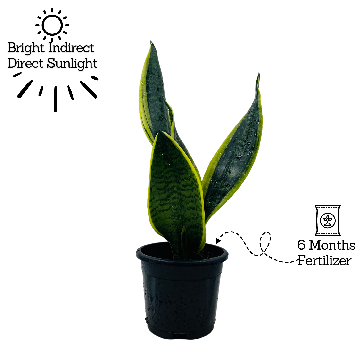 Sansevieria "Gold Flame" / Snake Plant (Dracaena trifasciata)- Live Plant in pot  (Home & Garden)