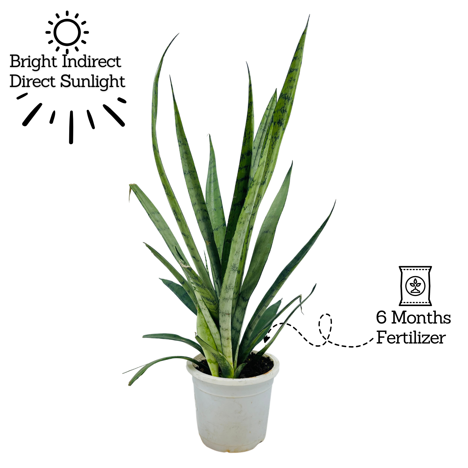 Sansevieria Silver Princess / Snake Plant (Sansevieria trifasciata)- Live Plant in 12cm Pot  (Home & Garden)