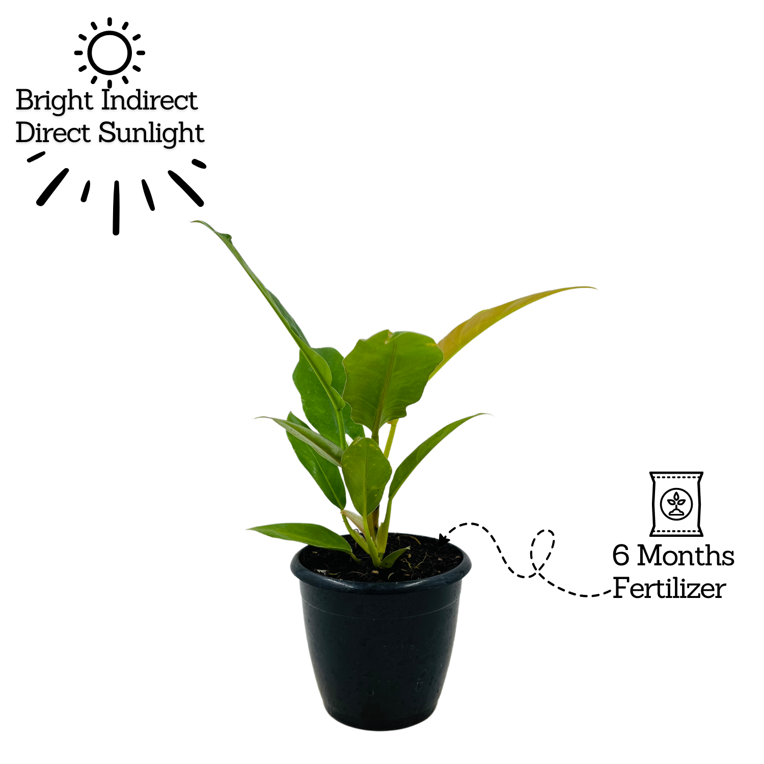 Philodendron Narrow Escape / Tiger Tooth - Live  Plant in 10cm Pot (Home & Garden)