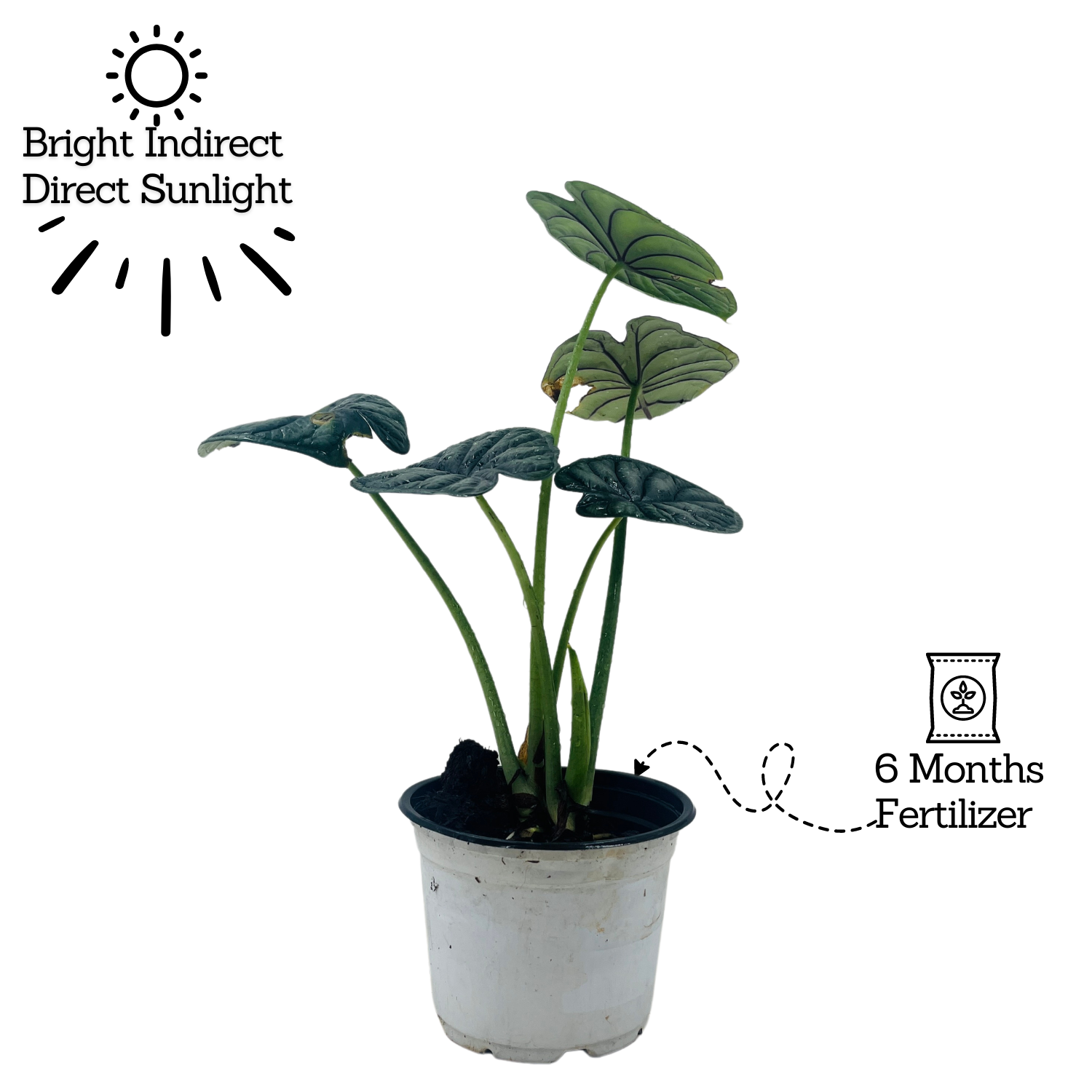 Alocasia Dragon Scale - Live Plant (Home & Garden)