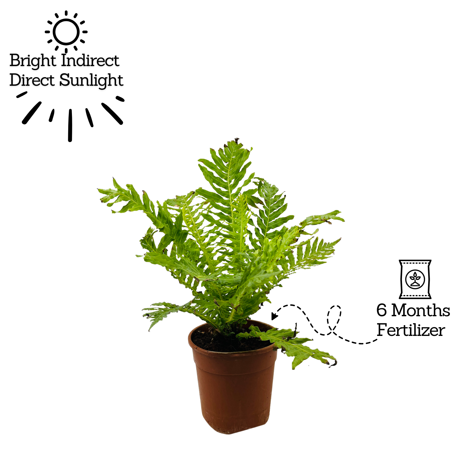 Tree Fern | Silver Lady (Blechnum Gibbum)- Live Plant in pot (Home & Garden)