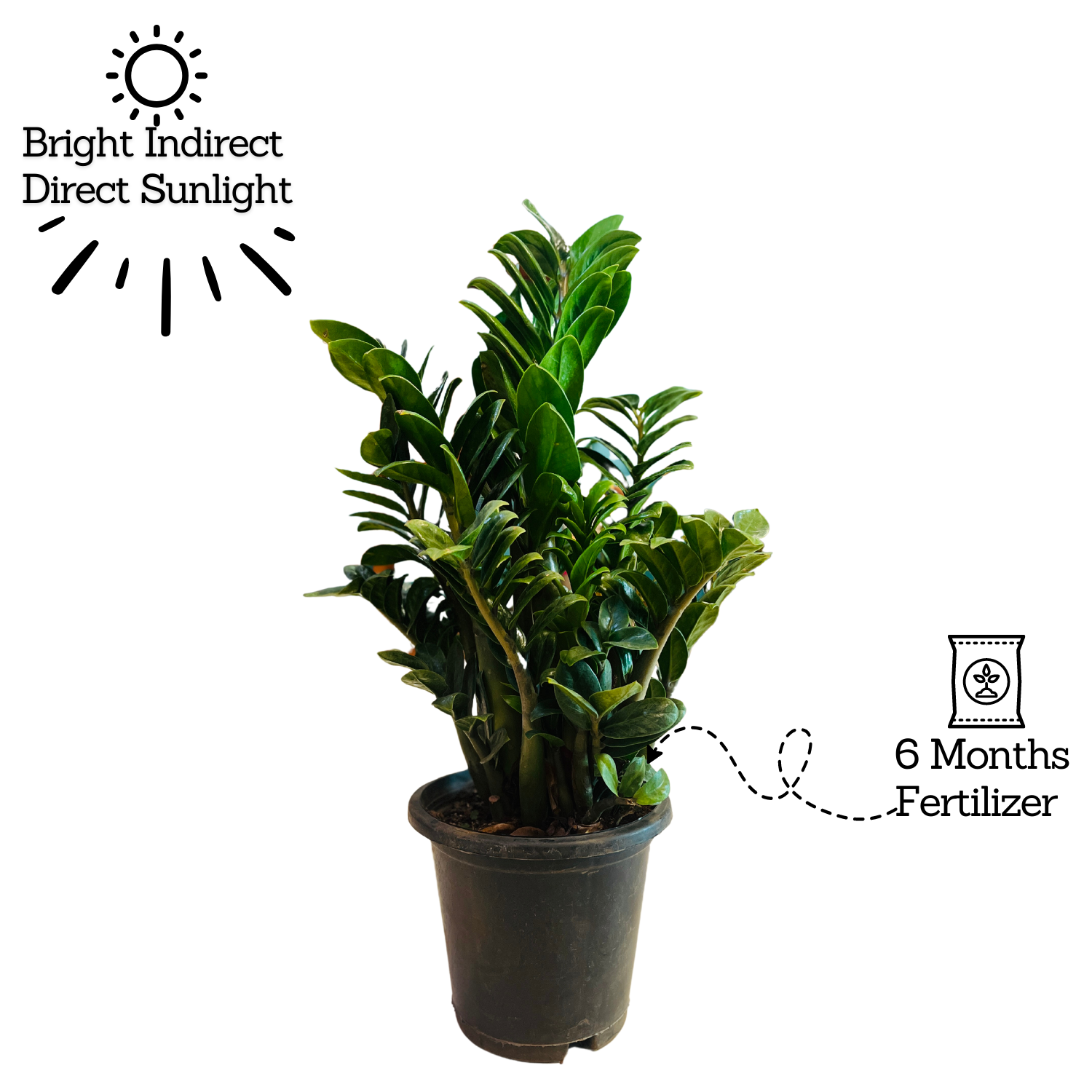 Zamioculcas zamiifolia ƒ??Zenziƒ?? Big Dwarf ZZ Plant- Live Plant in 8inch Pot (Home & Garden)