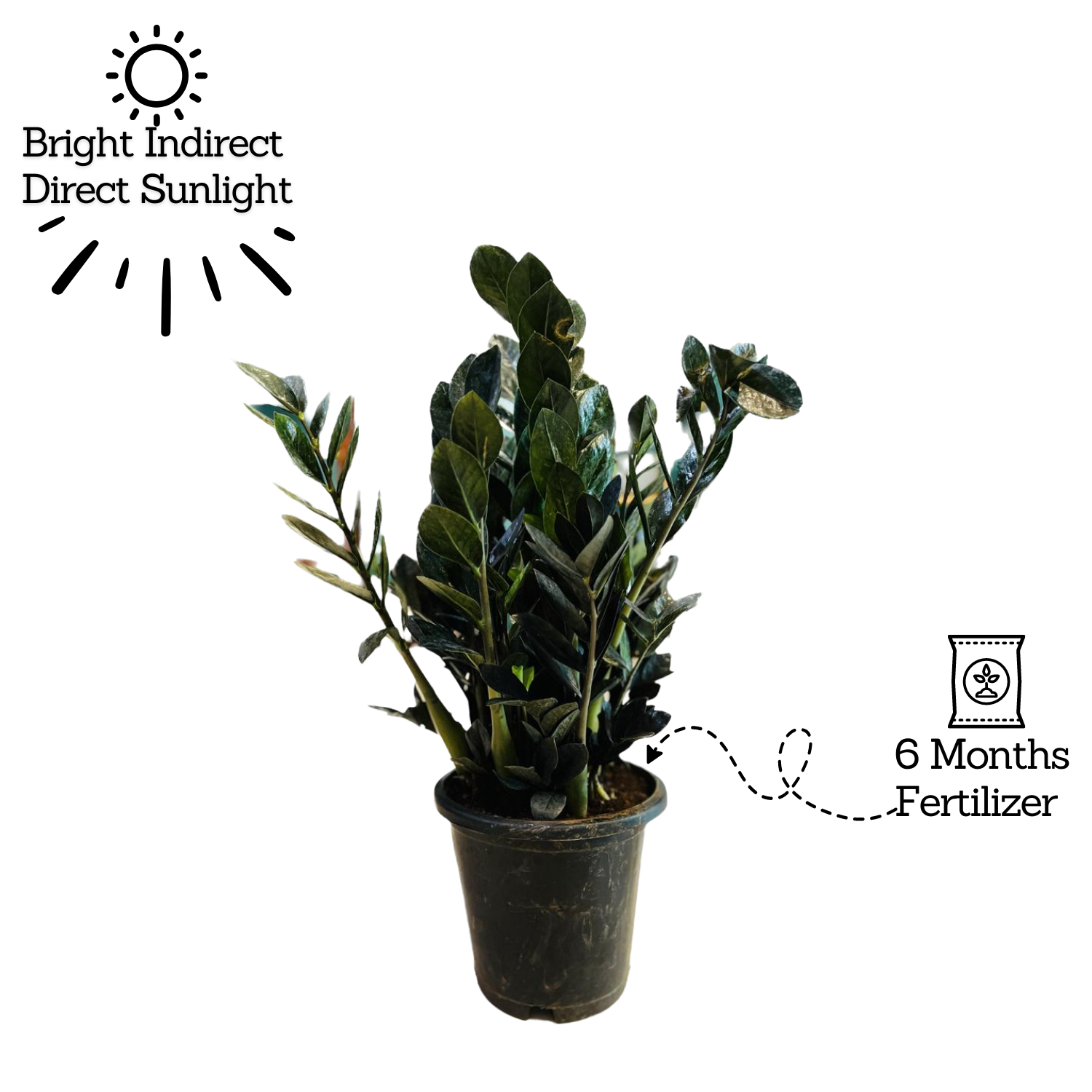 Zamioculcas Raven / Black ZZ Plant (Big) (Zamioculcas zamiifolia) - Live Plant in 8inch Pot For Indoor (Home & Garden)