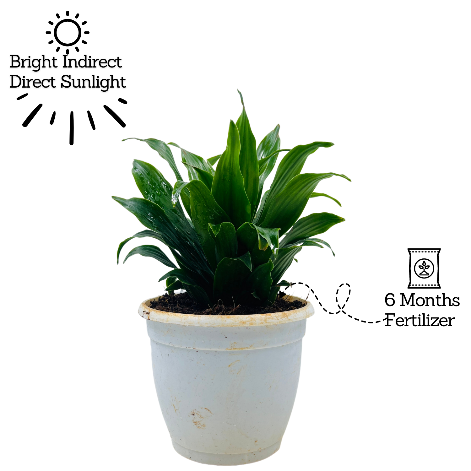 Dracaena Compacta - Live Plant in 12cm Pot (Home & Garden)