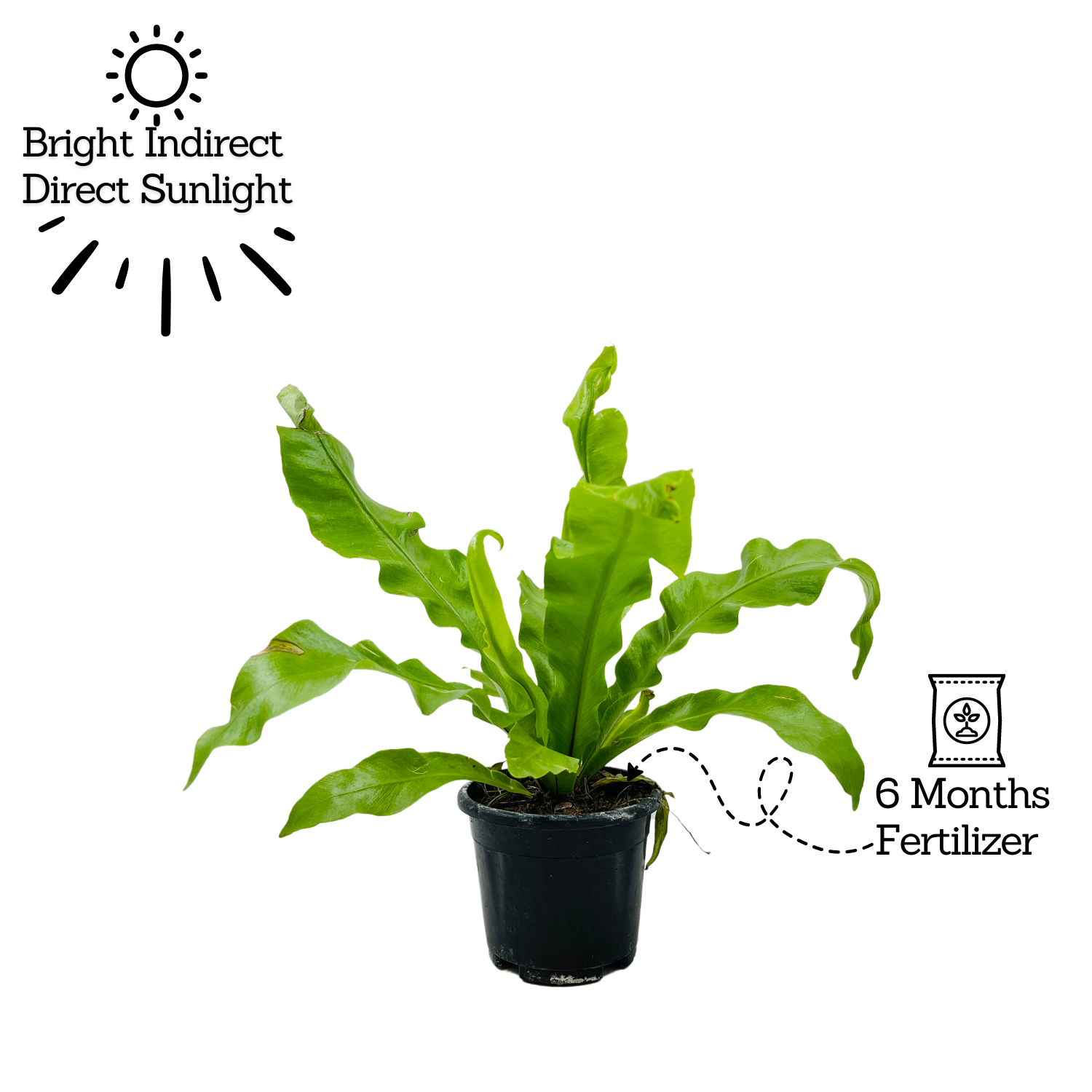Bird Nest Fern (Asplenium Victoria) - Live  Plant in 10cm Pot (Home & Garden)