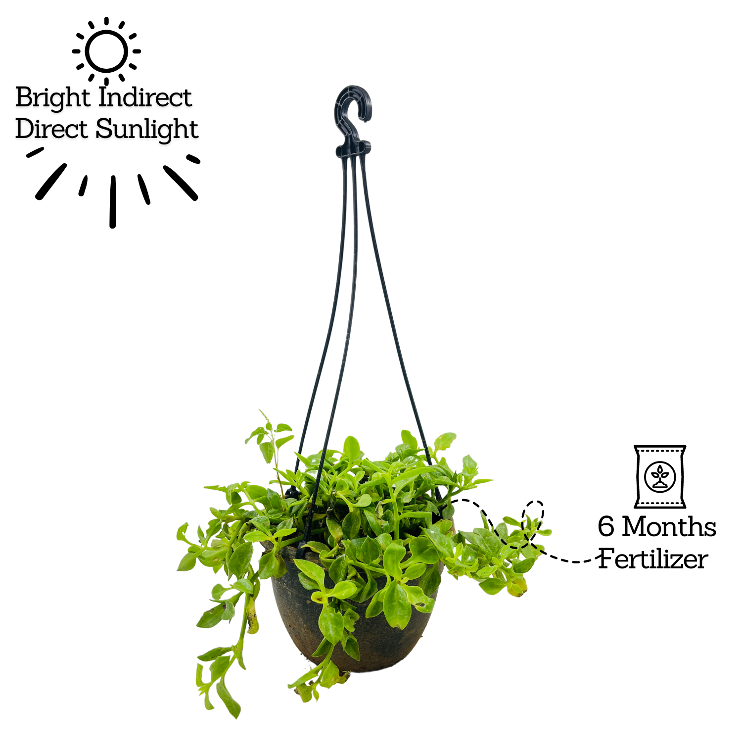 Aptenia, Baby Sun Rose Plant- Live Hanging Plant With Pot (Home & Garden)