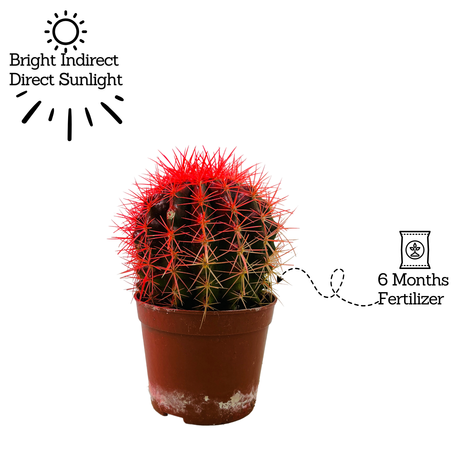 Ball Cactus Red (echinocactus grusonii) - Live Plant (Home & Graden)