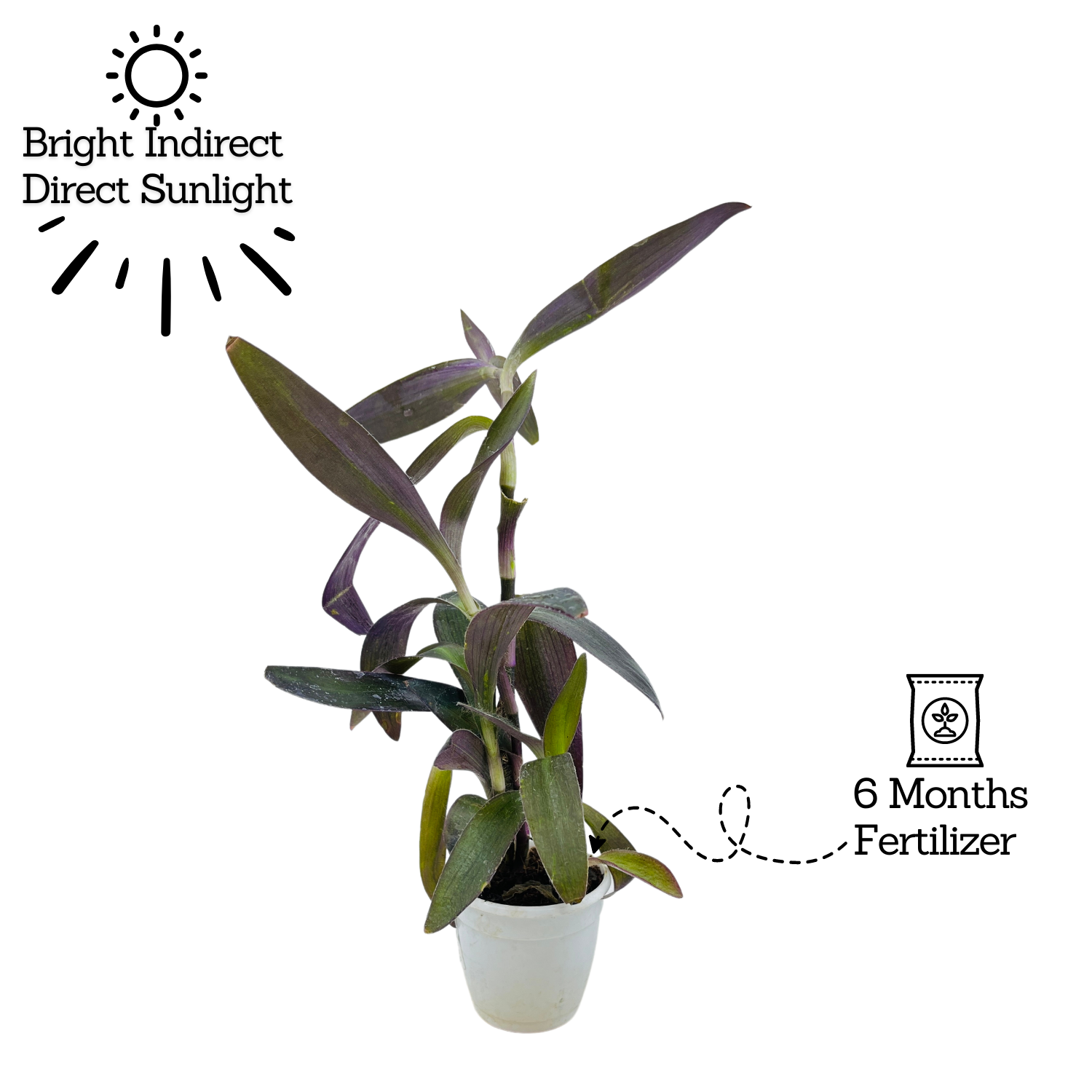 Tradescantia Pallida, Purple Queen, Purple Secretia - Live Plant (Home & Garden)