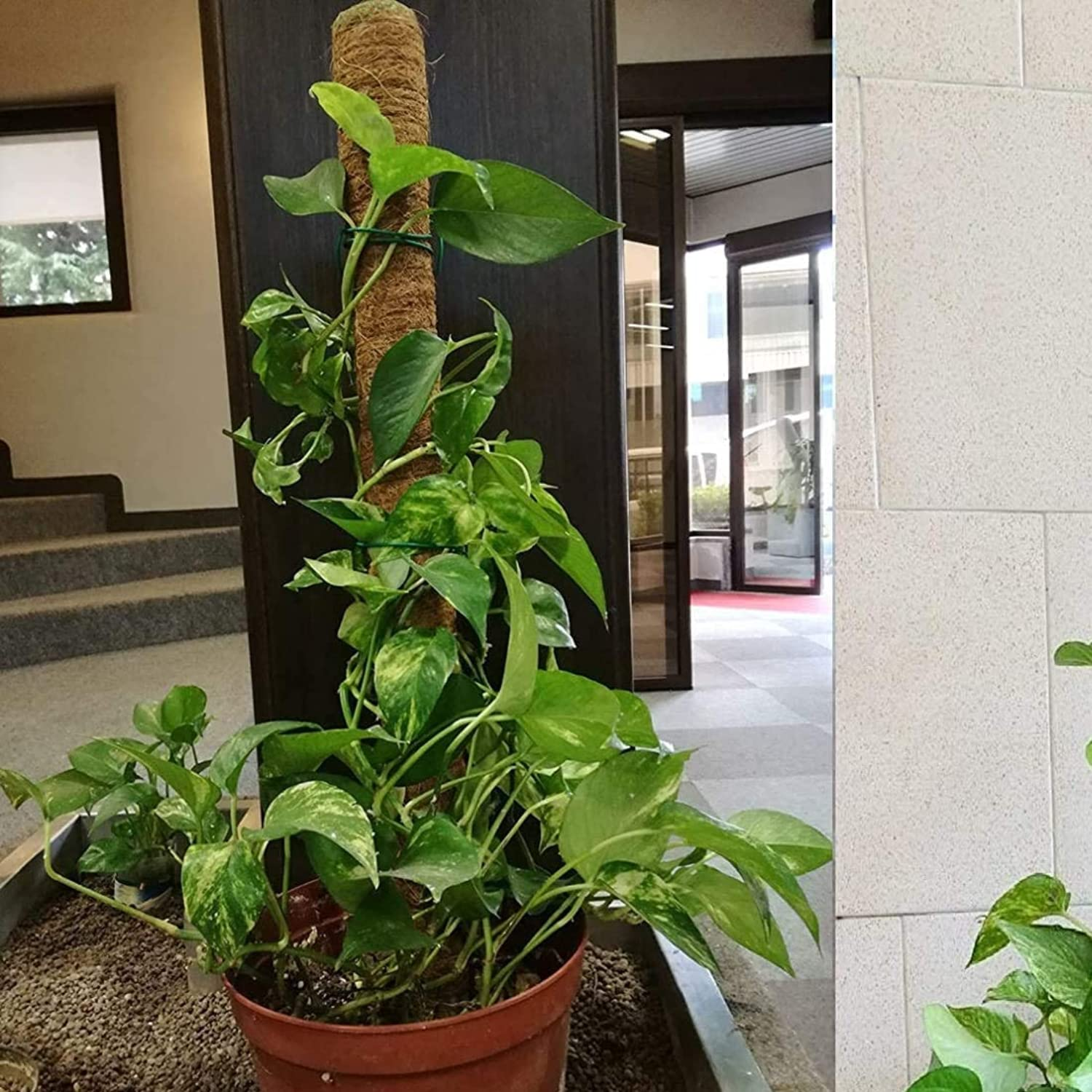 Hug A Plant|3 Feet Coir Moss Stick/Coco Pole for Climbing Indoor & Outdoor Plants| Housing Plants, Creeper Support|Moss Stick