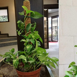 Hug A Plant|3 Feet Coir Moss Stick/Coco Pole for Climbing Indoor & Outdoor Plants| Housing Plants, Creeper Support|Moss Stick