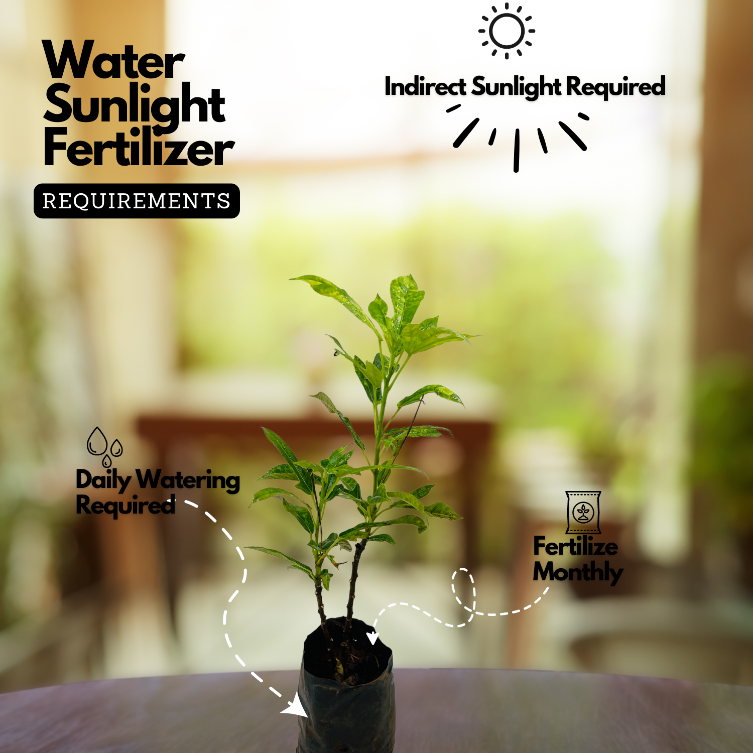 Jatropha (Nettlespurges) - Flowering/Ornamental Live Plant (Home & Garden)